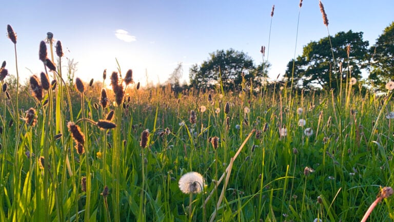 Eine Wildblumenwiese im Abendlicht