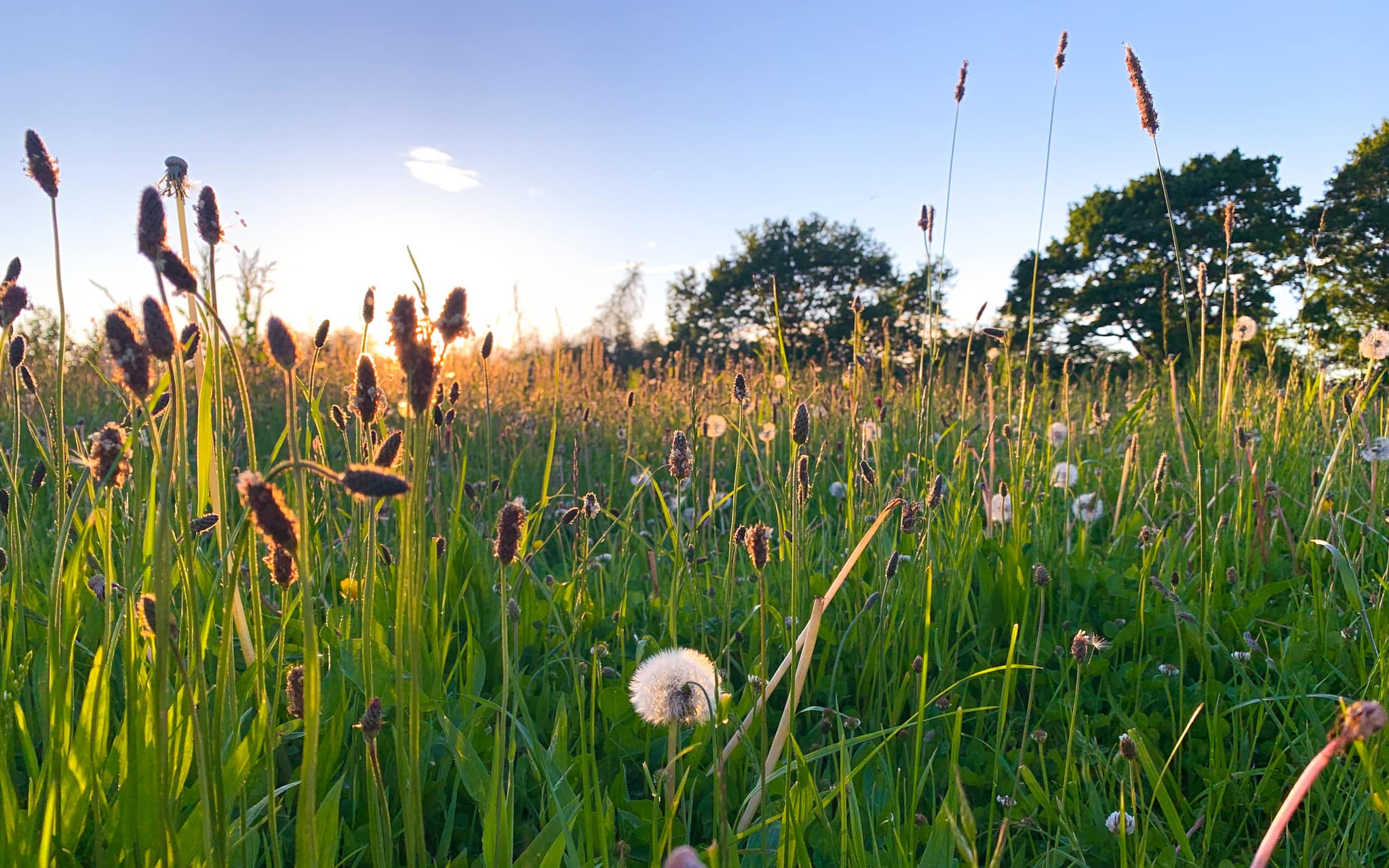 Eine Wildblumenwiese im Abendlicht