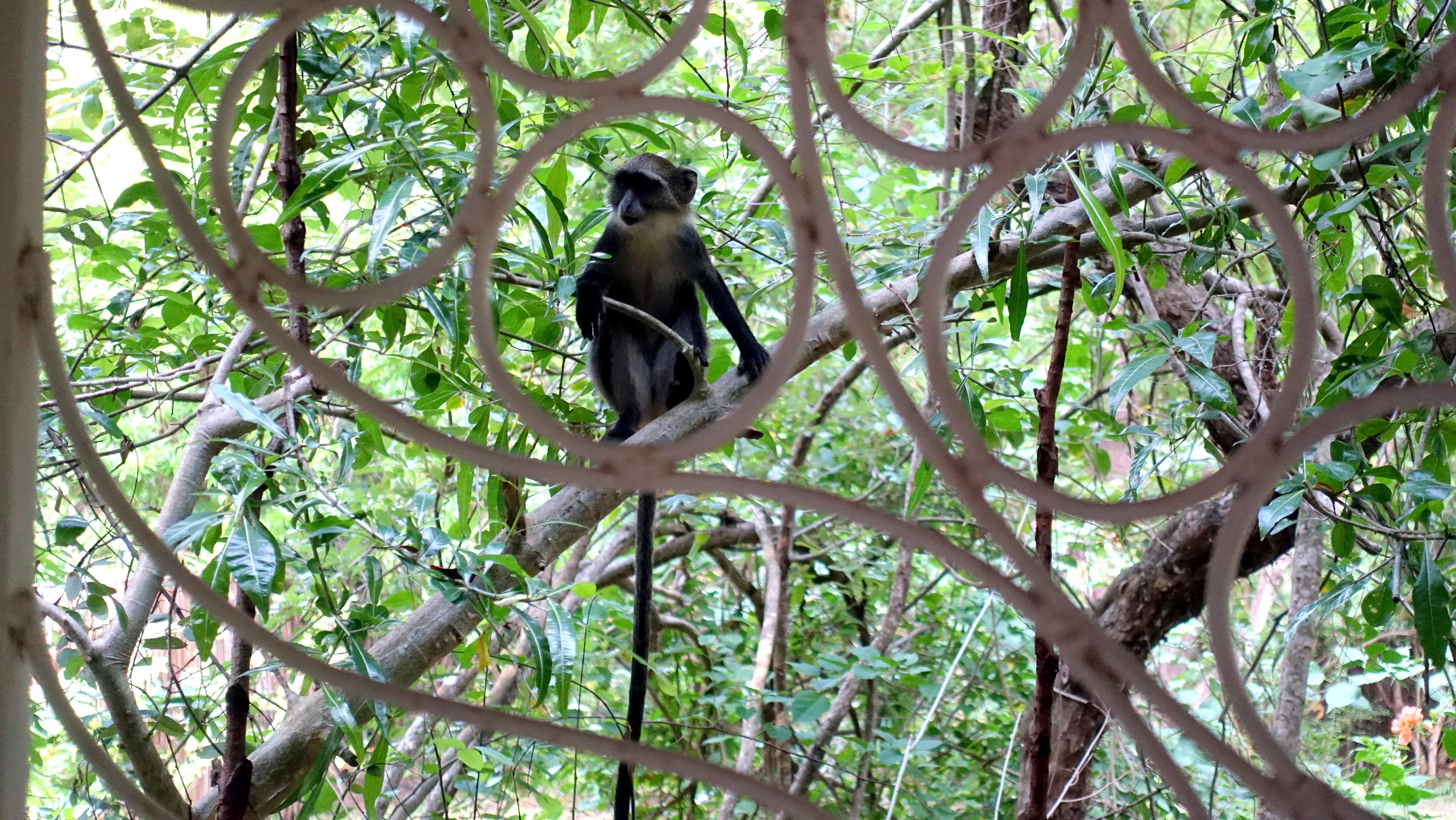 Affe in Watamu Kenia Afrika