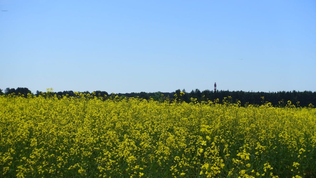 Leuchtturm hinter dem Rapsfeld auf Amrum