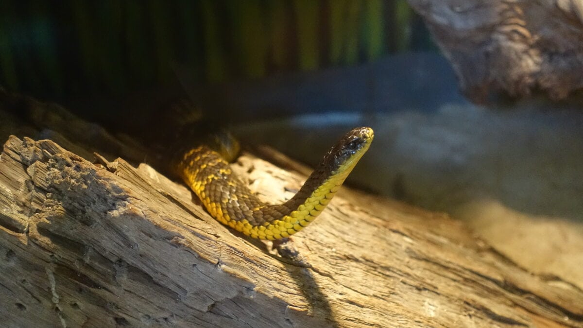 Schlange im Armadale Reptile & Wildlife Center