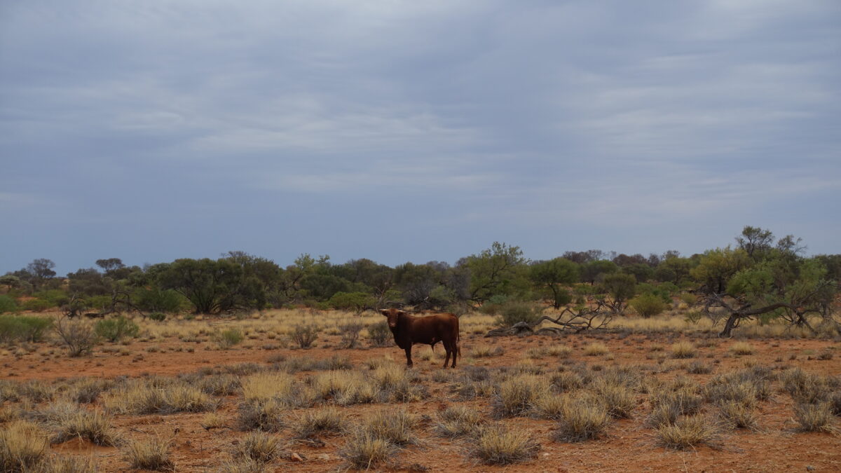 Eine Kuh steht in der verlassenen Landschaft am Gascoyne River