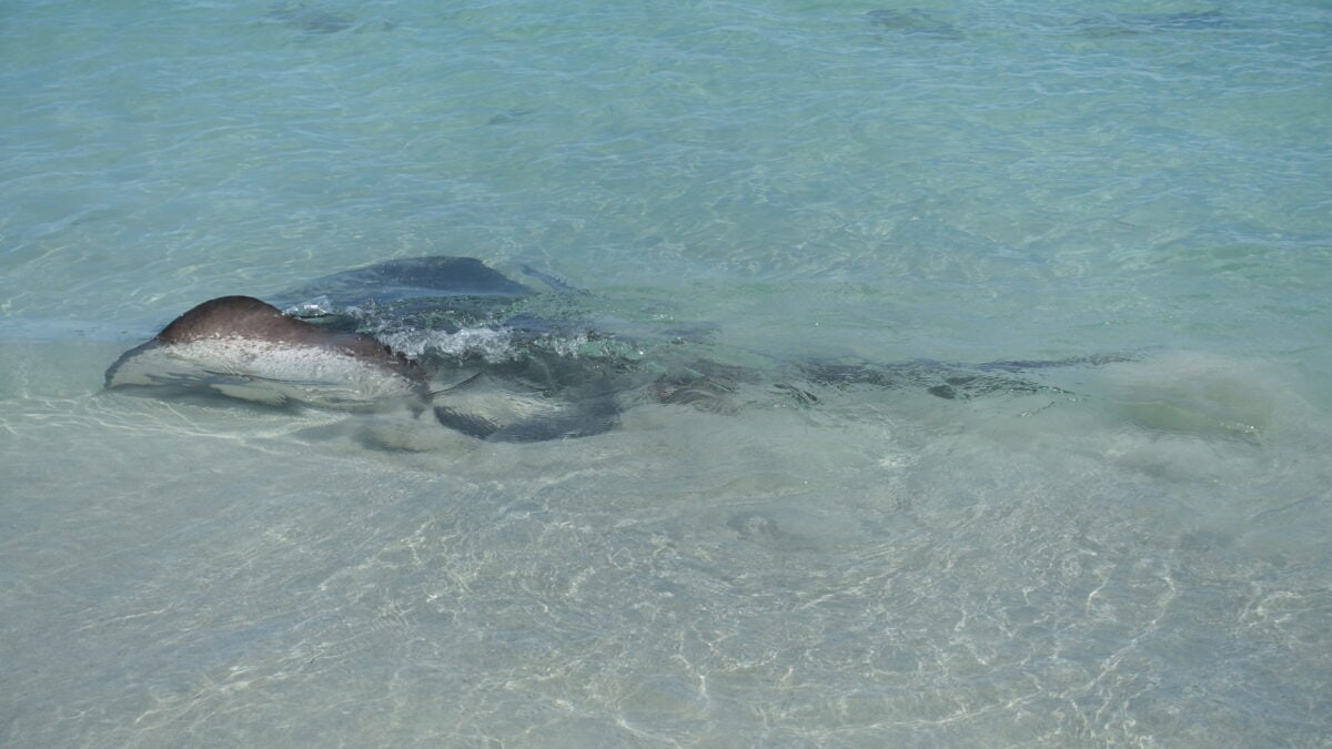 Rochen an der Hamelin Bay in Australien