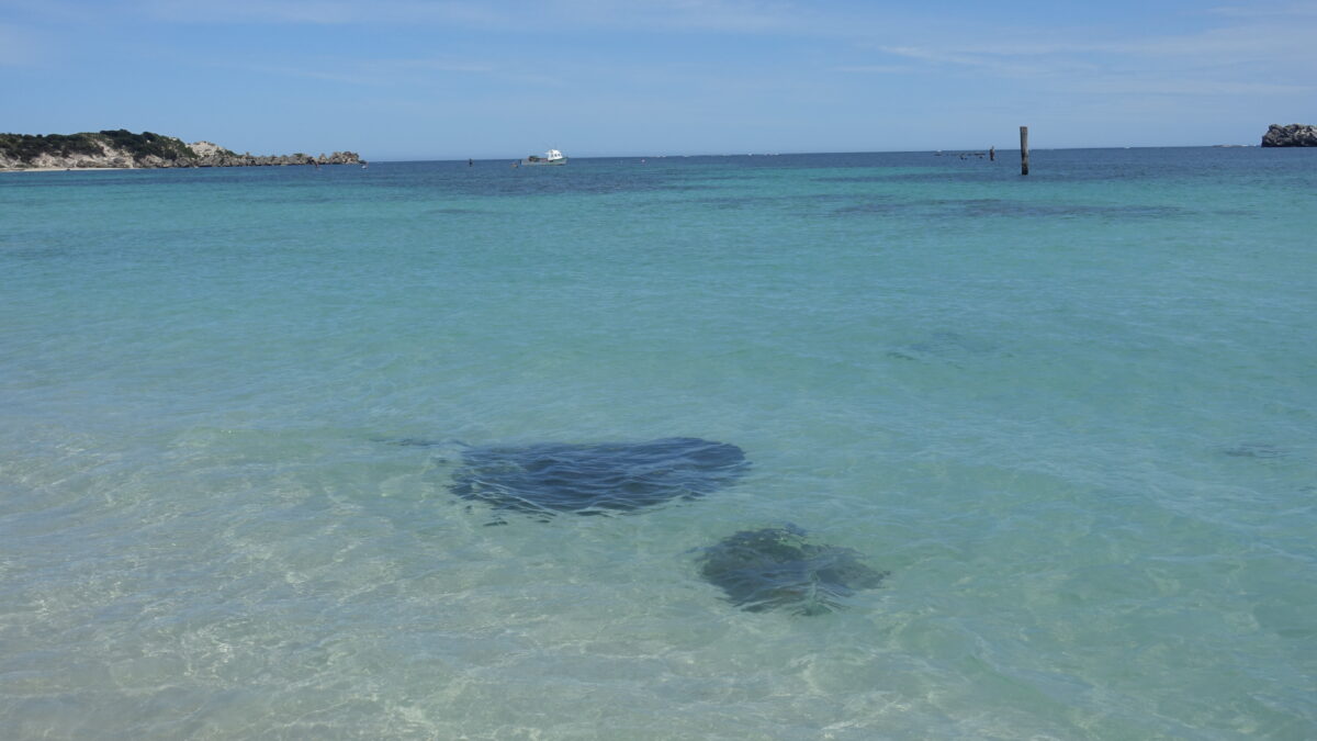 Zwei Rochen an der Hamelin Bay in Australien