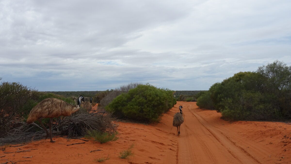 Eine Gruppe Pfaue am Wegesrand an der Westküste von Australien