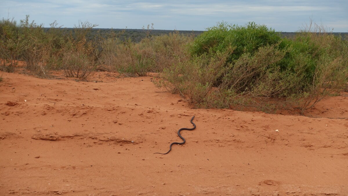Eine schwarze Schlange am Wegesrand an der Westküste von Australien