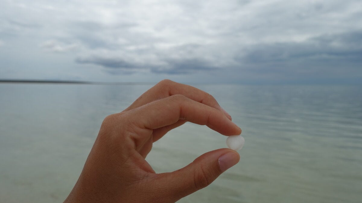 Eine Muschel am Shell Beach an der Westküste Australiens