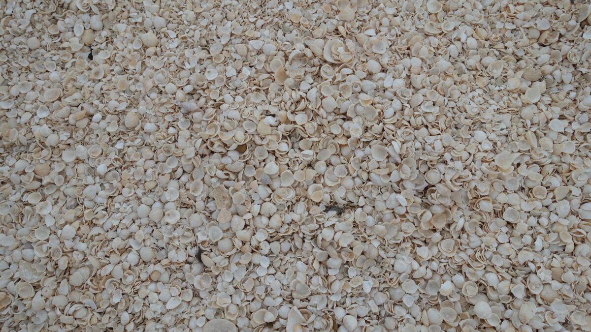 Muscheln am Shell Beach an der Westküste Australiens