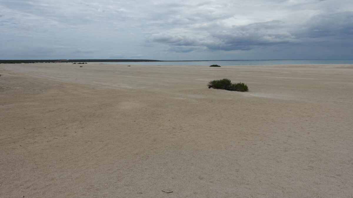 Shell Beach an der Westküste Australiens