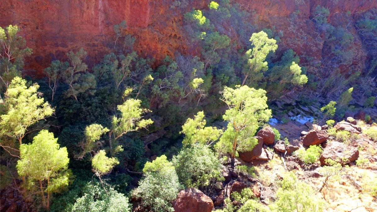 Bäume in einer Schlucht im Karijini Nationalpark