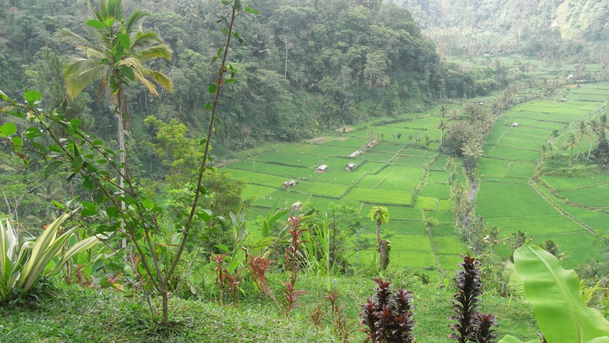 Der Reis für den indonesischen Reispudding wird auf den Reisterrassen auf Bali in Indonesien angebaut.