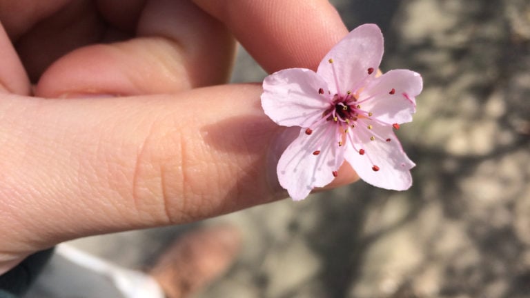 Blüte in der Hand