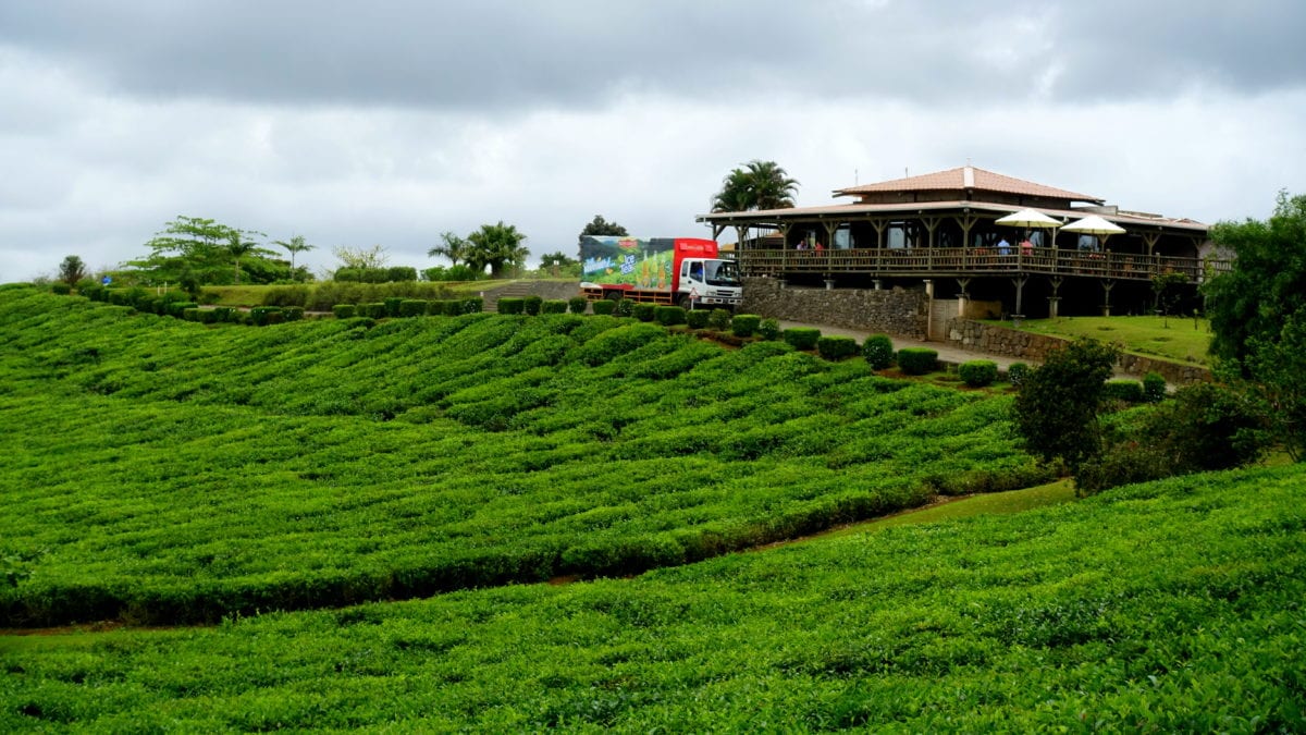 Die Teeplantagen Bois Cherie auf Mauritius