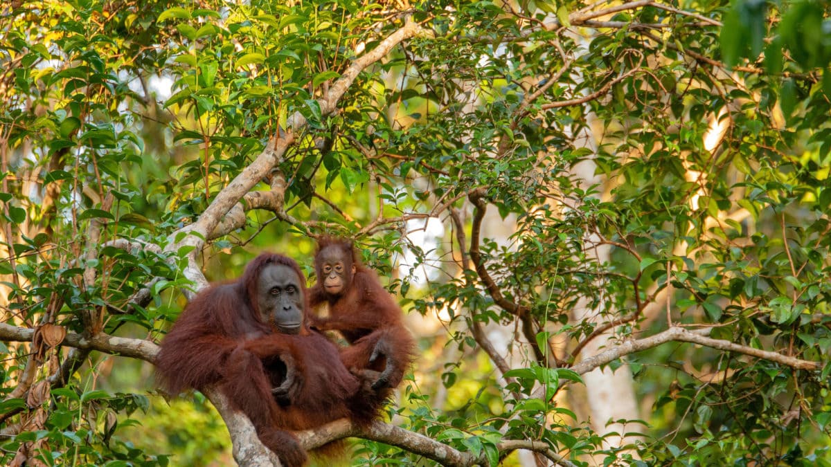 Orang-Utans auf Borneo im Dschungel