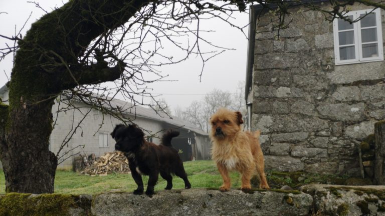 Heute kommen wir an den berühmten Camino-Hunden vorbei.