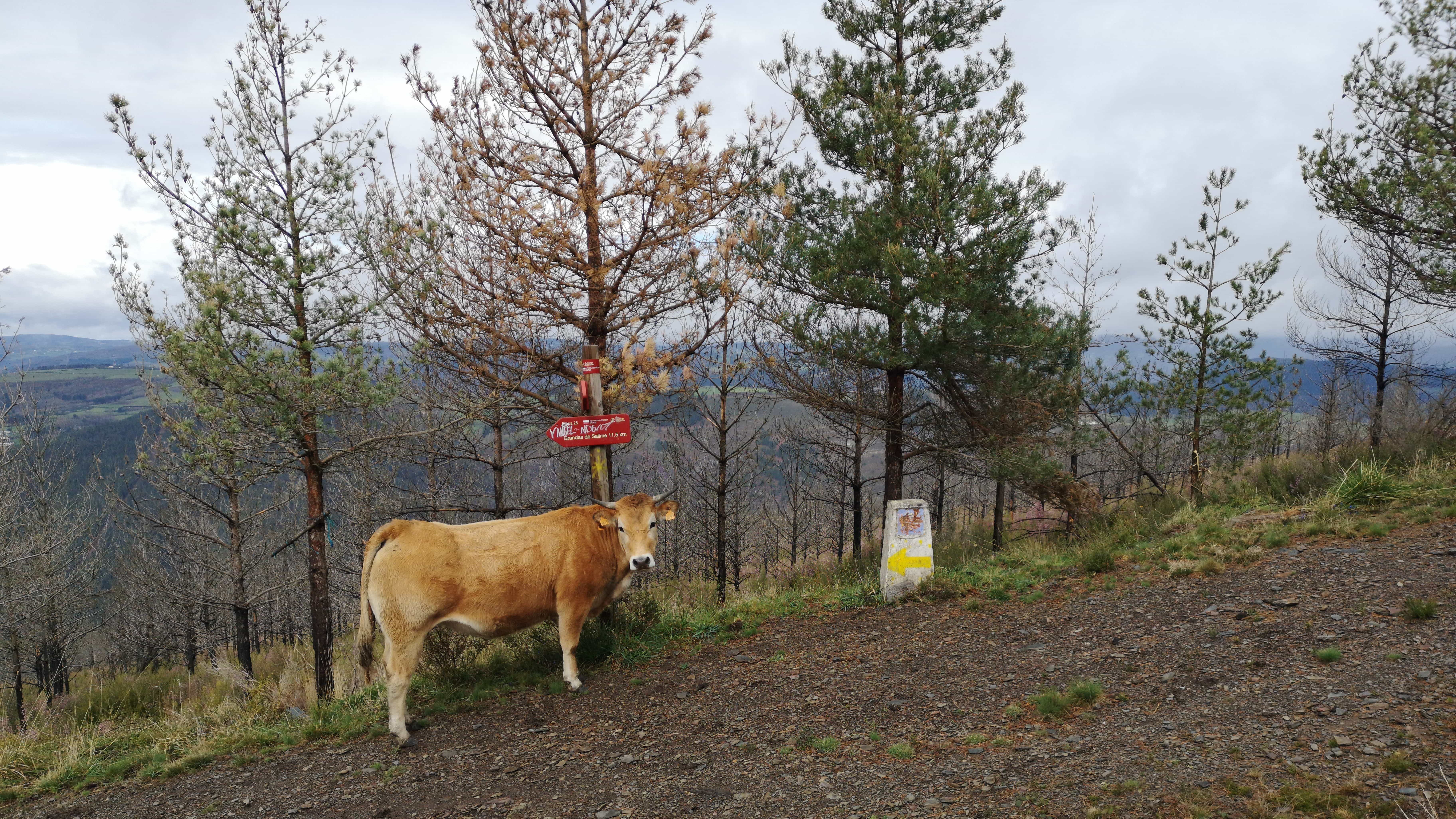 Eine Kuh auf dem Camino Primitivo weist uns den Weg nach Grandas de Salime