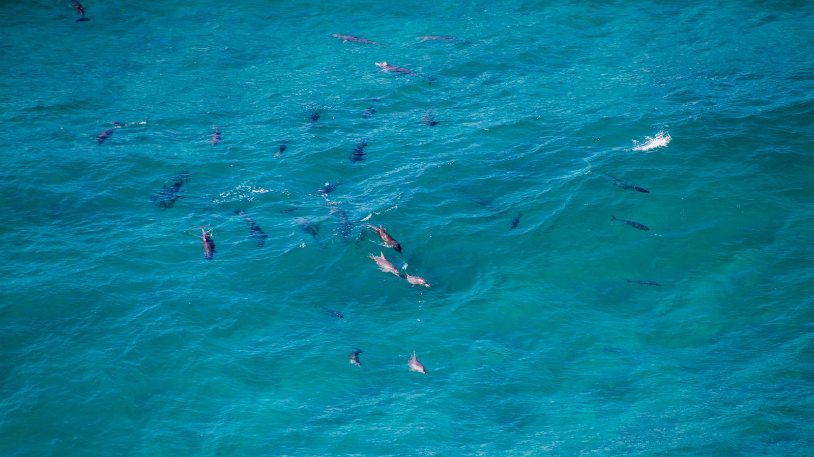 Christian Gansen vom Blog ways2travel hat in Australien Delfine gesehen