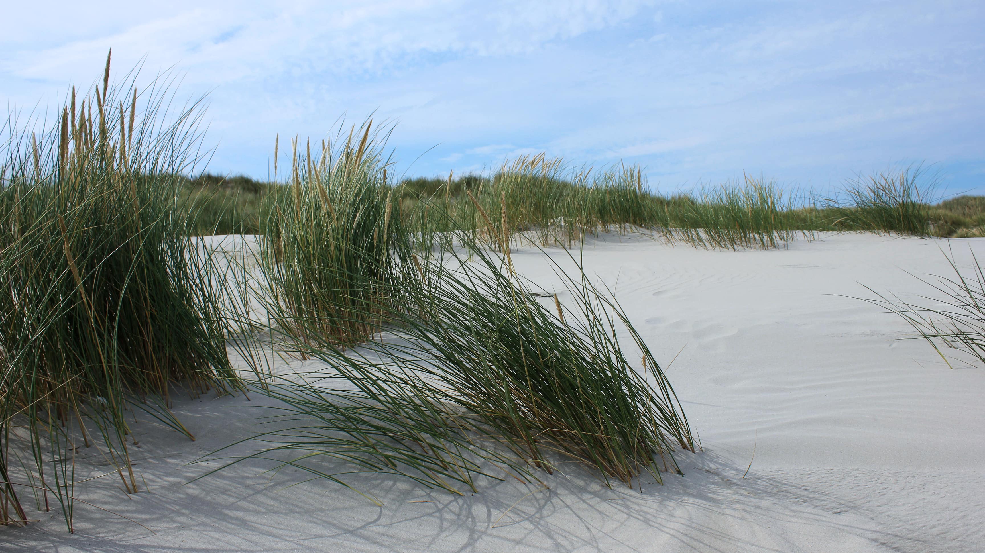 Gras schützt die Dünen auf Juist ganz natürlich.