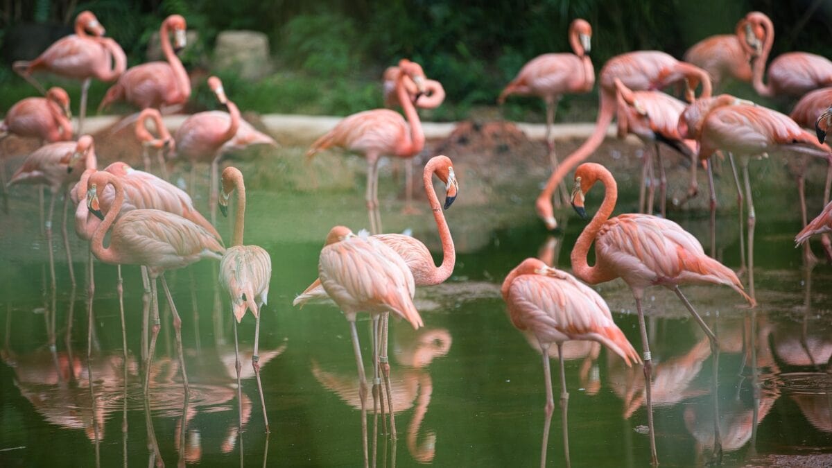 Flamingos leben tatsächlich auf der Flamingo-Insel am Zwillbrocker Venn