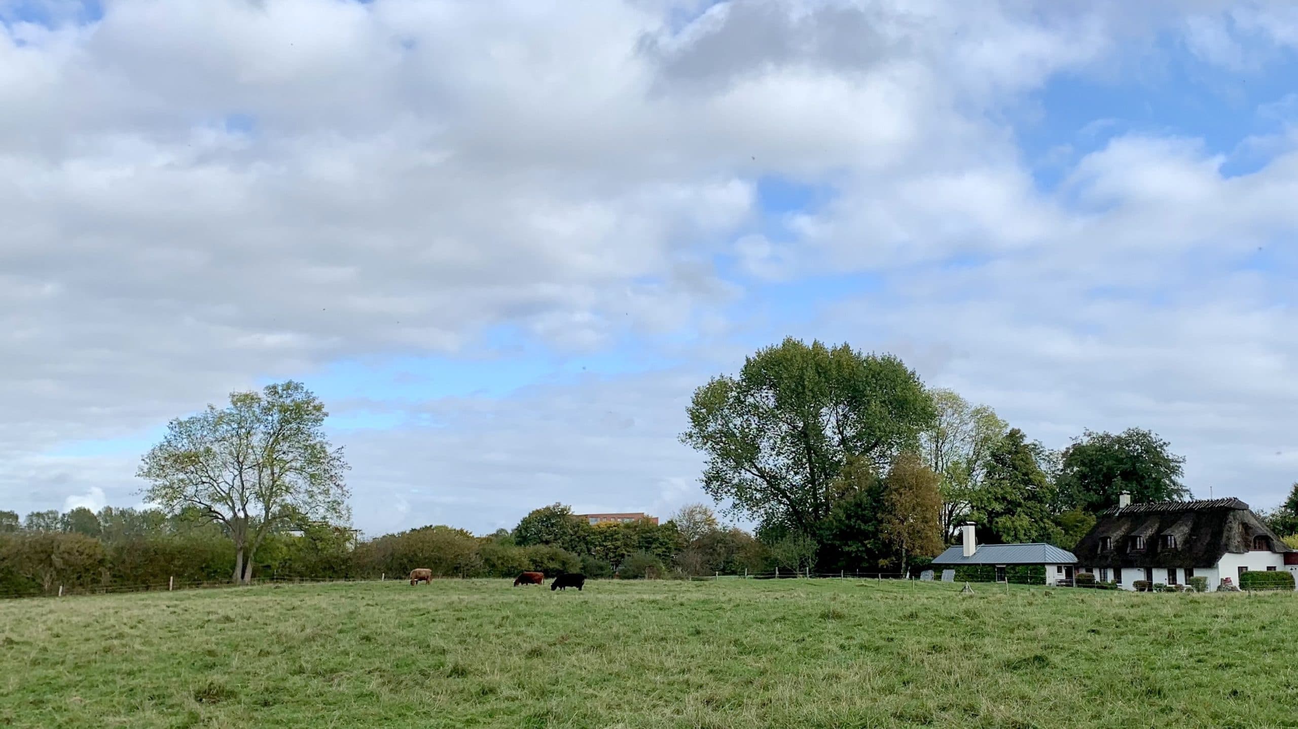 Galloways mitten in Flensburg