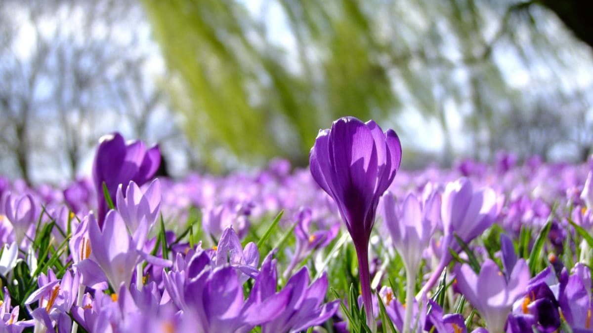 Krokusse im Frühling