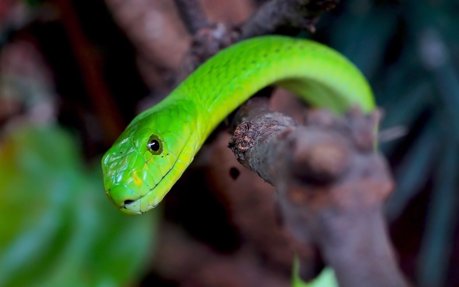 Grüne Mamba in Kenya