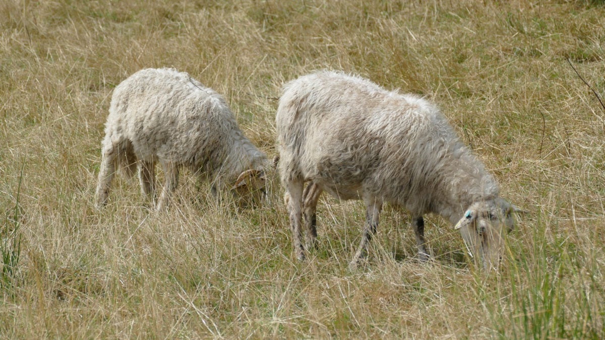 Schafe grasen in Haithabu auf einer Wiese