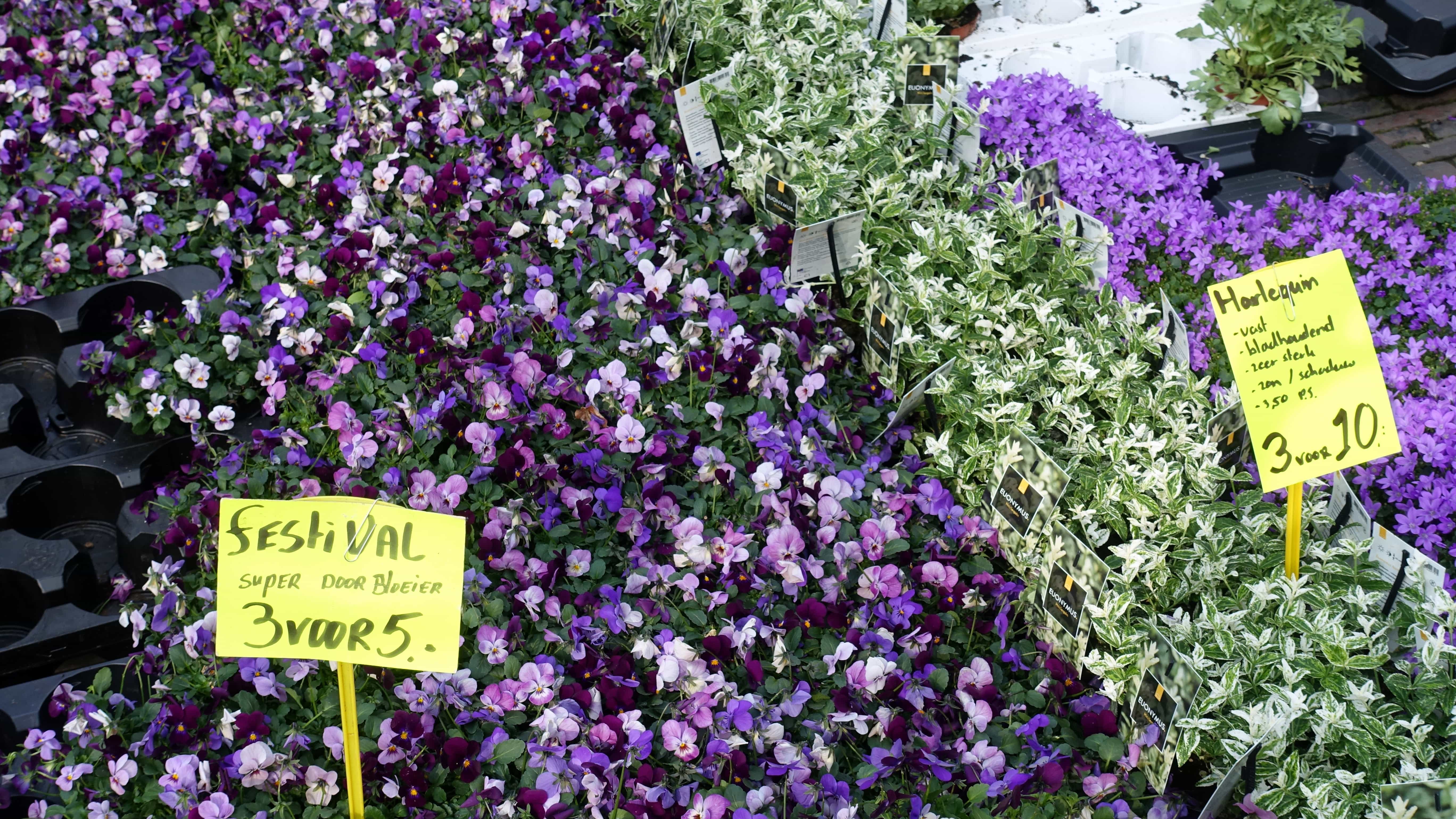 Blumenmarkt am Jankershof in Utrecht in Holland