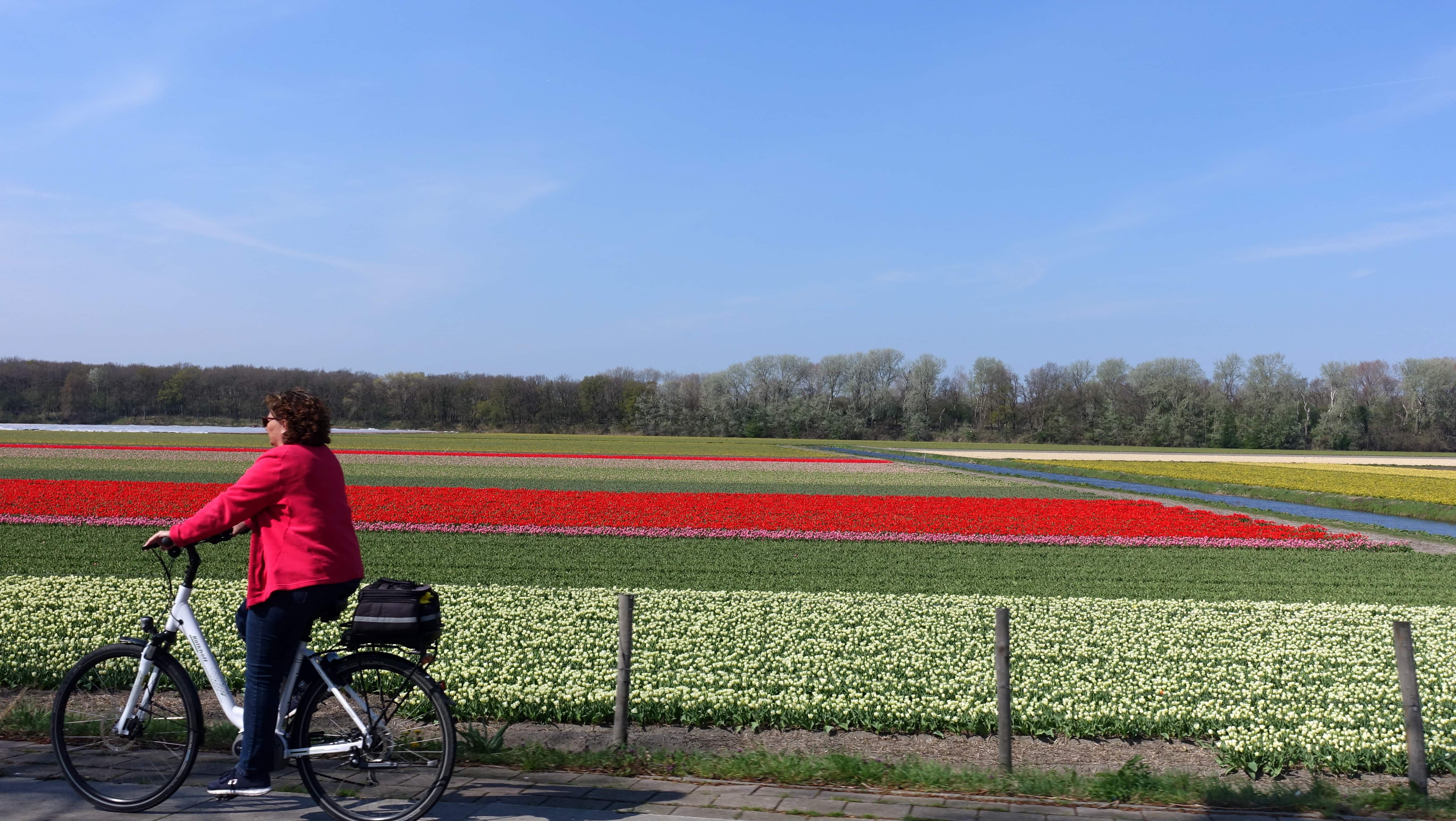 In Holland lassen sich die Tulpen im Frühjahr auf einer Fahrradtour bestens erkunden