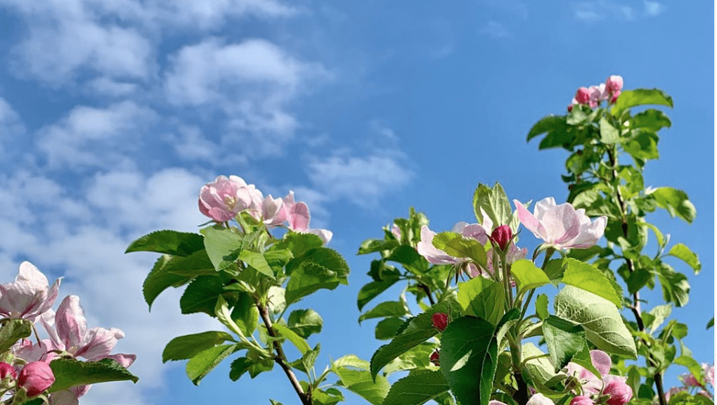 Blühender Apfelbaum vor blauem Himmel