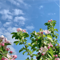 Blühender Apfelbaum vor blauem Himmel