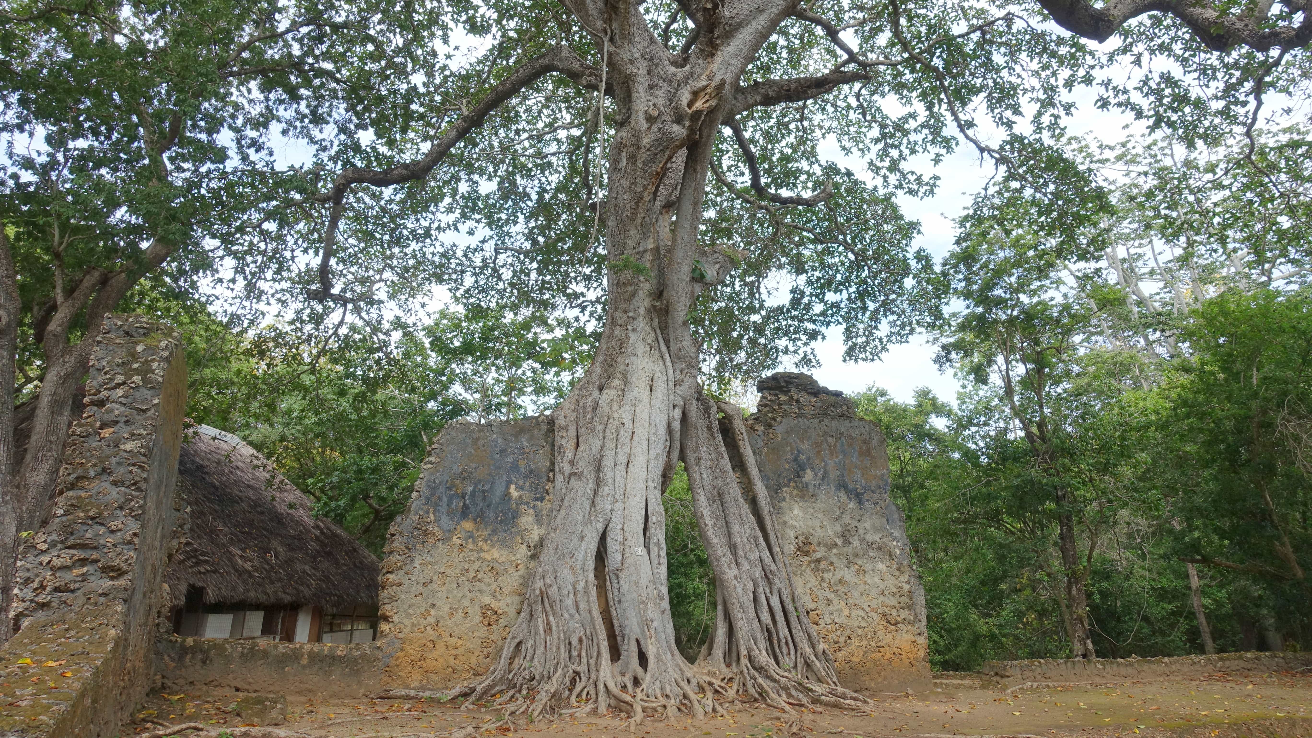 Gedi nahe Malindi in Kenia