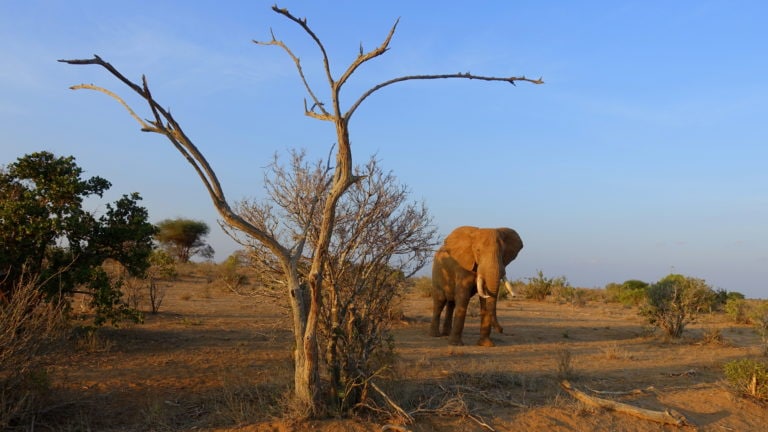 Elefant im Tsavo East National Park in Kenia