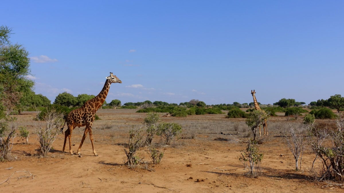 Giraffen im Tsavo East National Park in Kenia