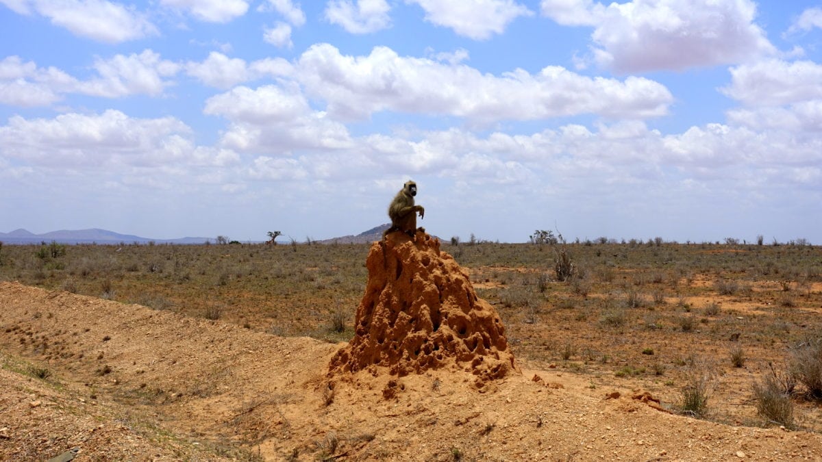 Pavian im Tsavo East National Park in Kenia