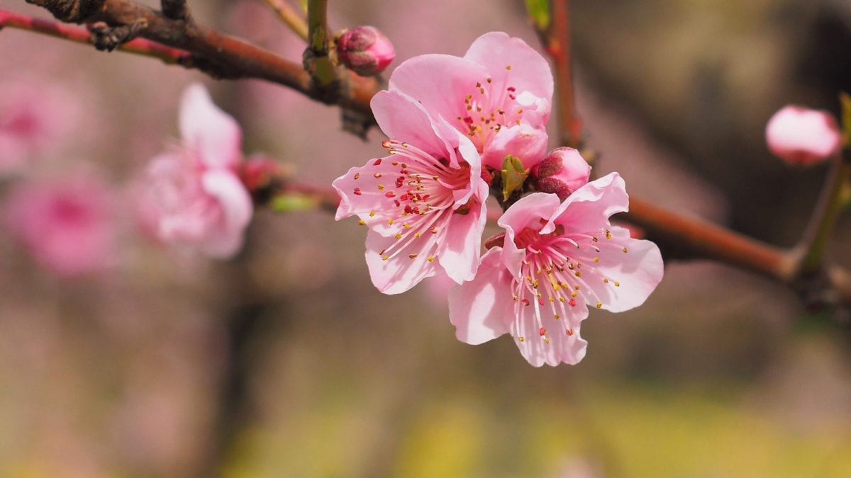 Geöffnete rosa Kirschblüten wachsen an einem Zweig