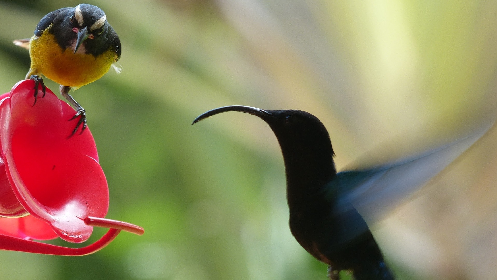 Kolibri schwirrt um eine Blume auf Martinique
