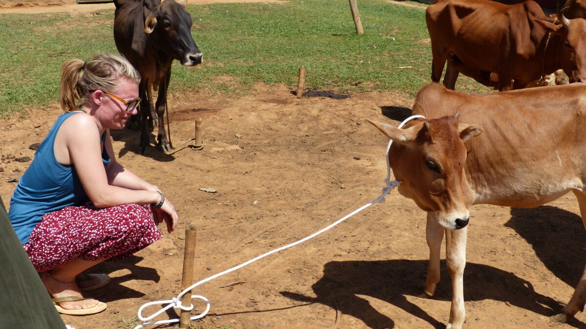 Laura vom Achtsam Reisen Festival hat in Kenia. Bei ihrem letzten Besuch bekam sie diese Kuh geschenkt.
