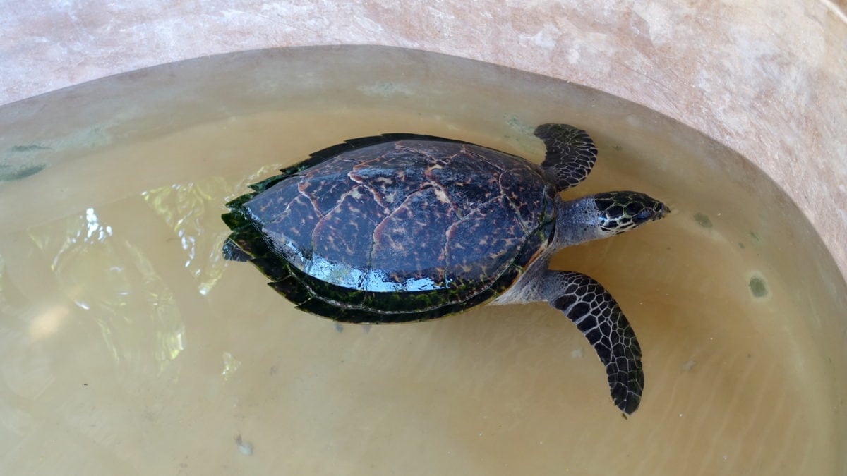 Schildkröte Elli im Local Ocean Trust: Watamu Turtle Watch