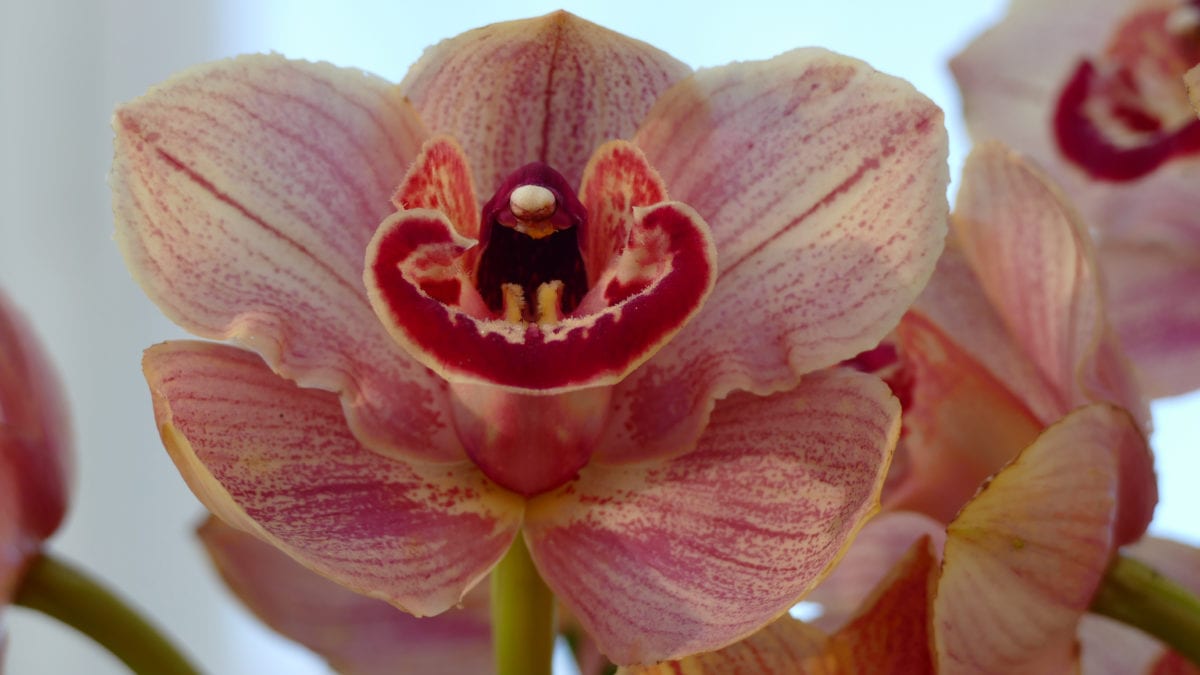 Im Princess of Wales Conservatory bewundere ich die Pracht der Orchideen.