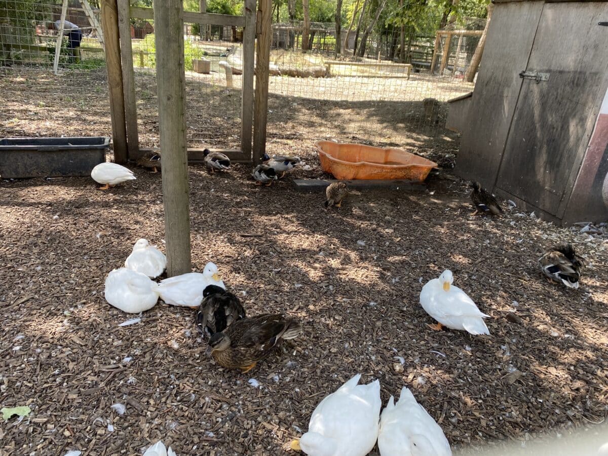 Die verschiedenen Enten in Mudchute Farm and Park werden von Freiwilligen betreut