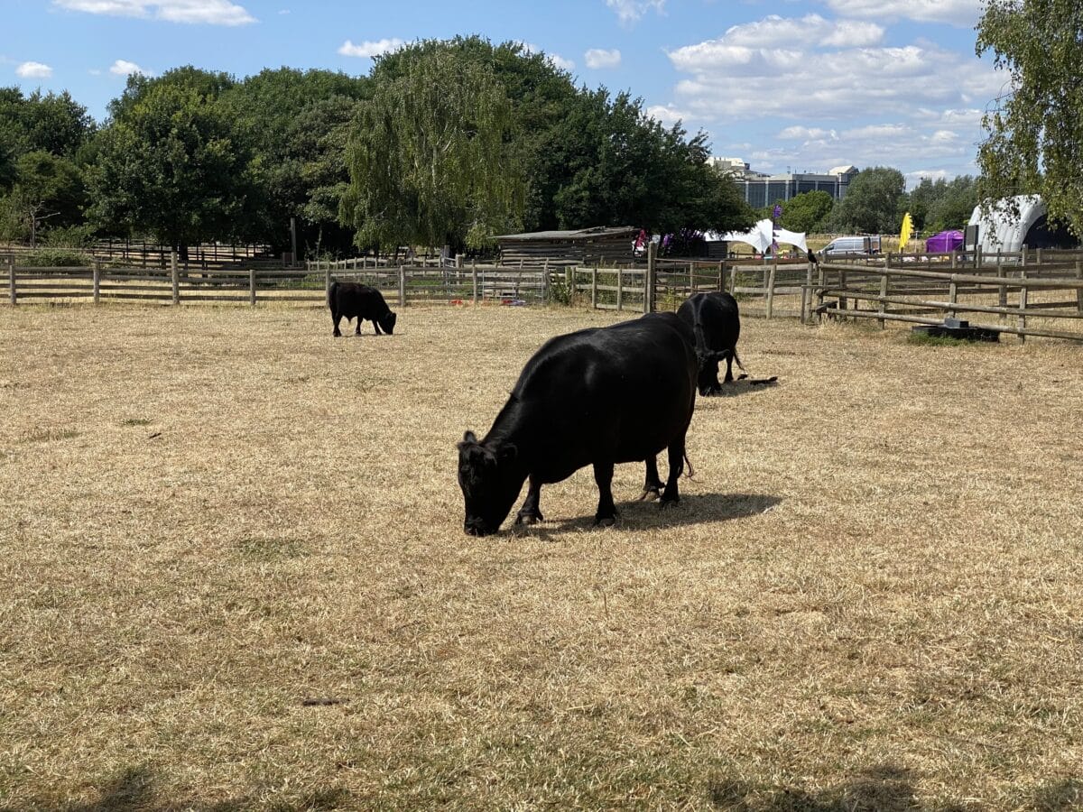 In Mudchute Farm and Park werden Kühe gepflegt und geschützt