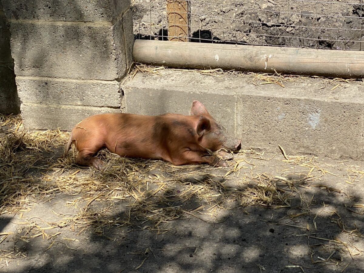 Schweine werden in Mudchute Farm and Park gepflegt