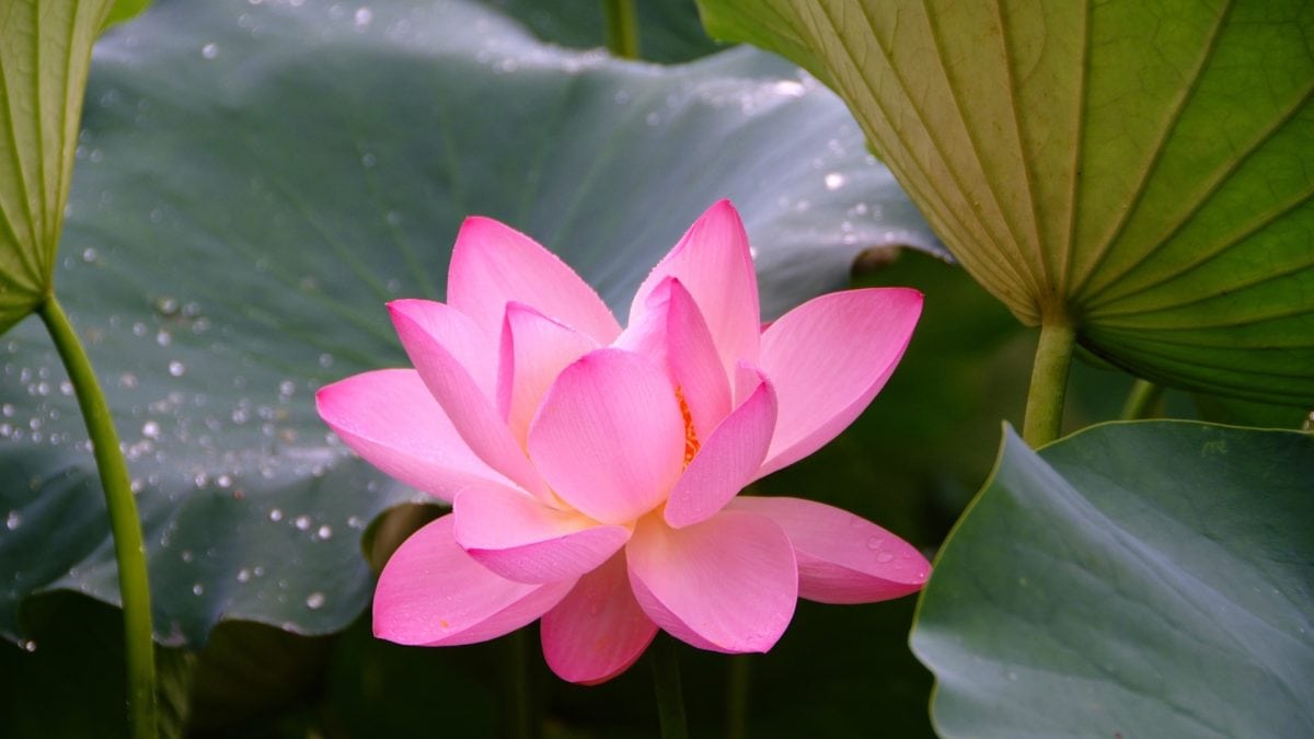 Eine pinkfarbene Lotosblume sitzt zwischen Seerosenblättern auf dem Wasser