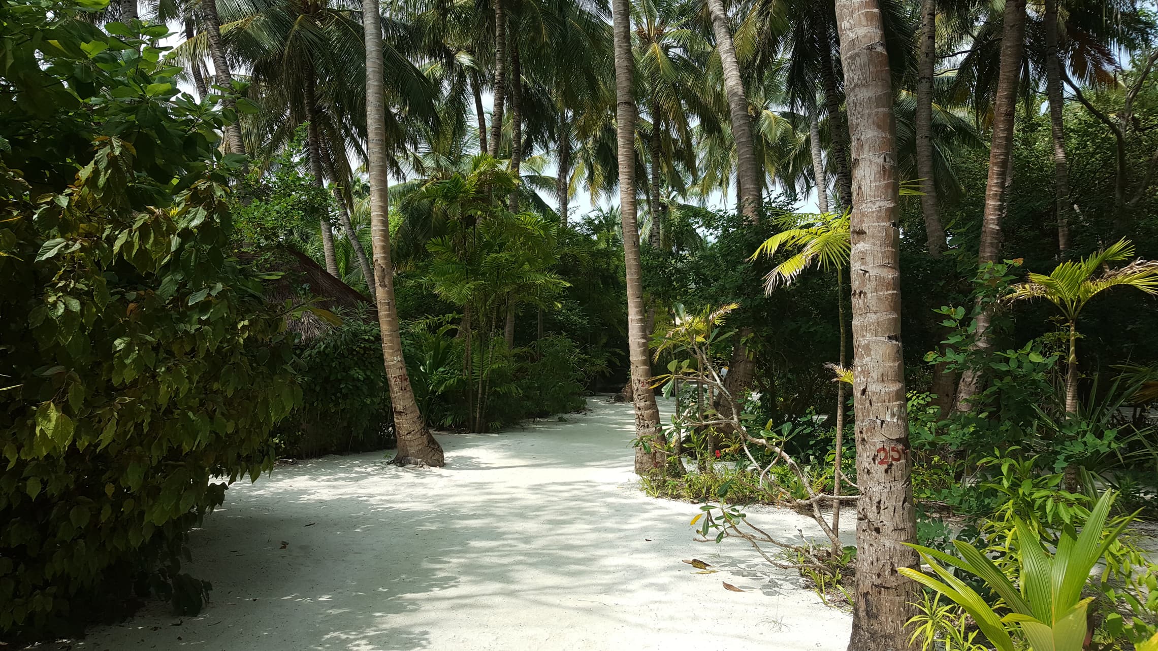 Unser Weg zum Wasser führte über einen schmalen Sandweg durch Palmen hindurch.