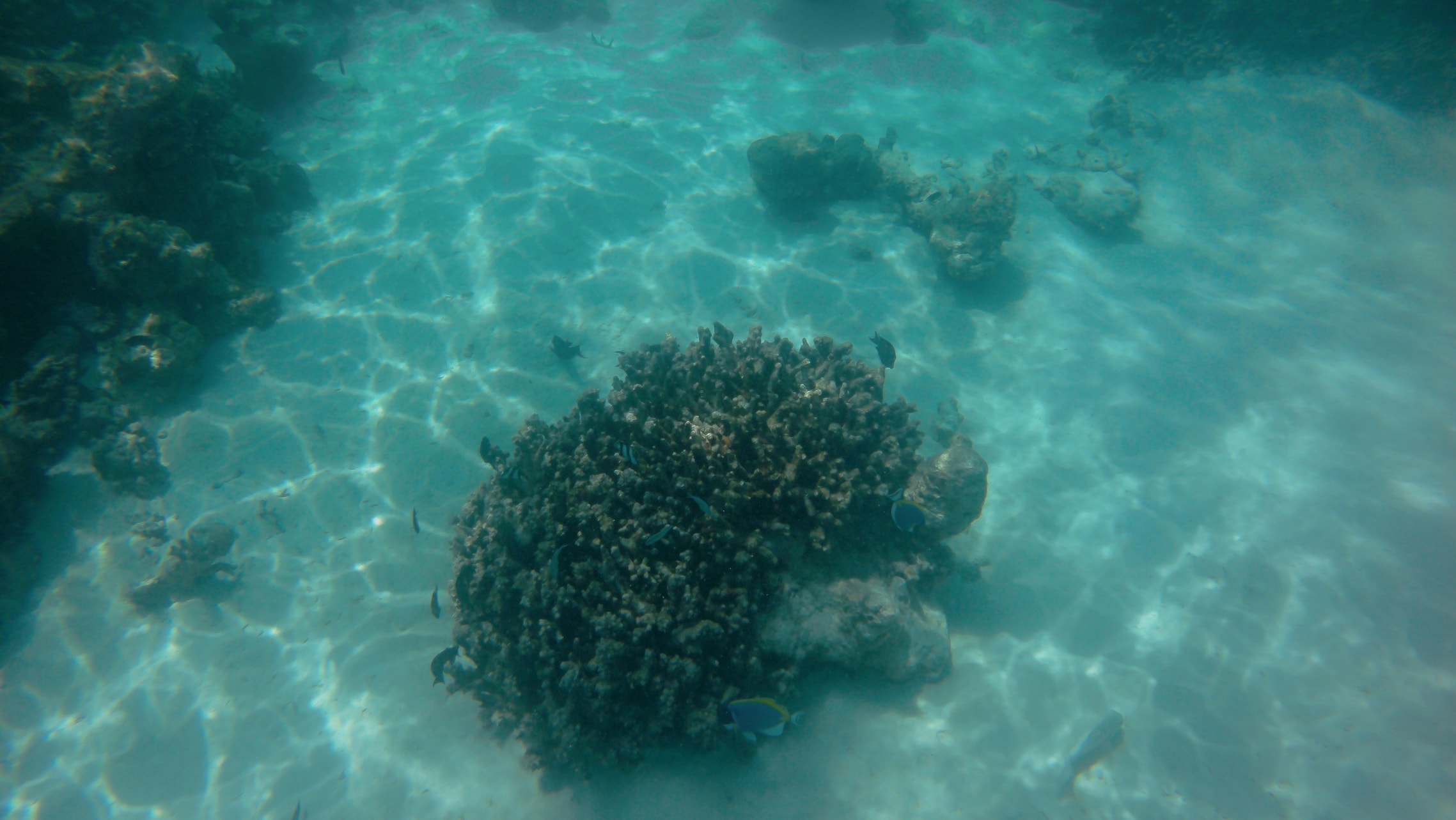 Unterwasserwelt auf den Malediven