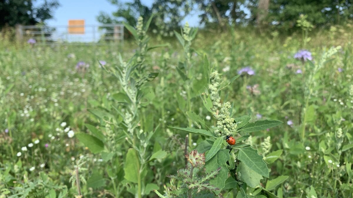 Marienkäfer auf Blühwiese der Wilden Pracht