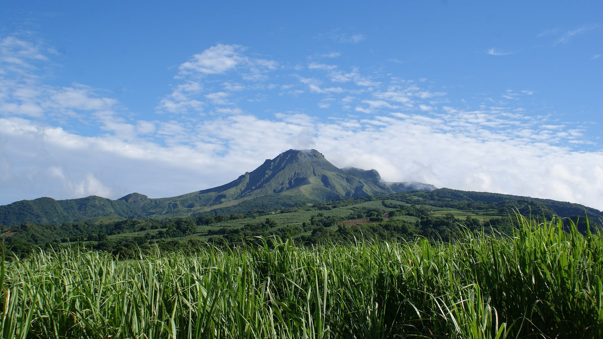Vor schöner Kulisse liegen die Zuckerrohrplantagen auf Martinique. Das Zuckerrohr wird für die Produktion vom Rhum Agricole genutzt.