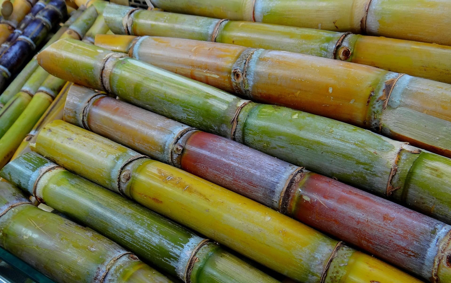 Aus dem Zuckerrohr von Martinique wird der weltberühmte Rhum Agricole produziert