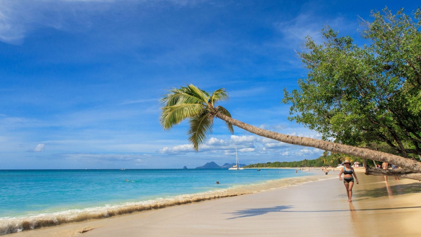 Palme am Strand von Martinique